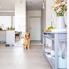 Dog in kitchen of new home