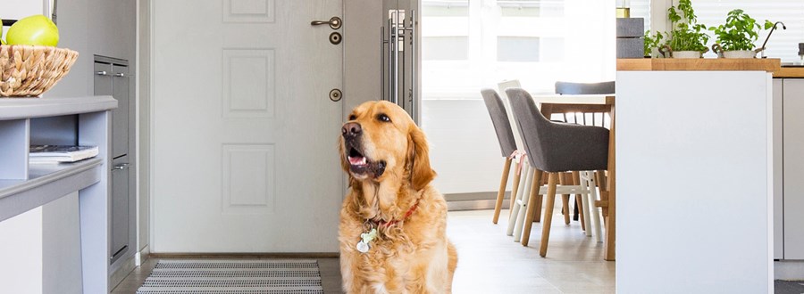Dog happy in renovated Queensland home 